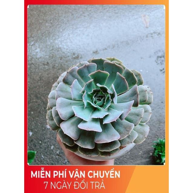 Chậu Sen Đá Bắp Cải Tím Size Đại