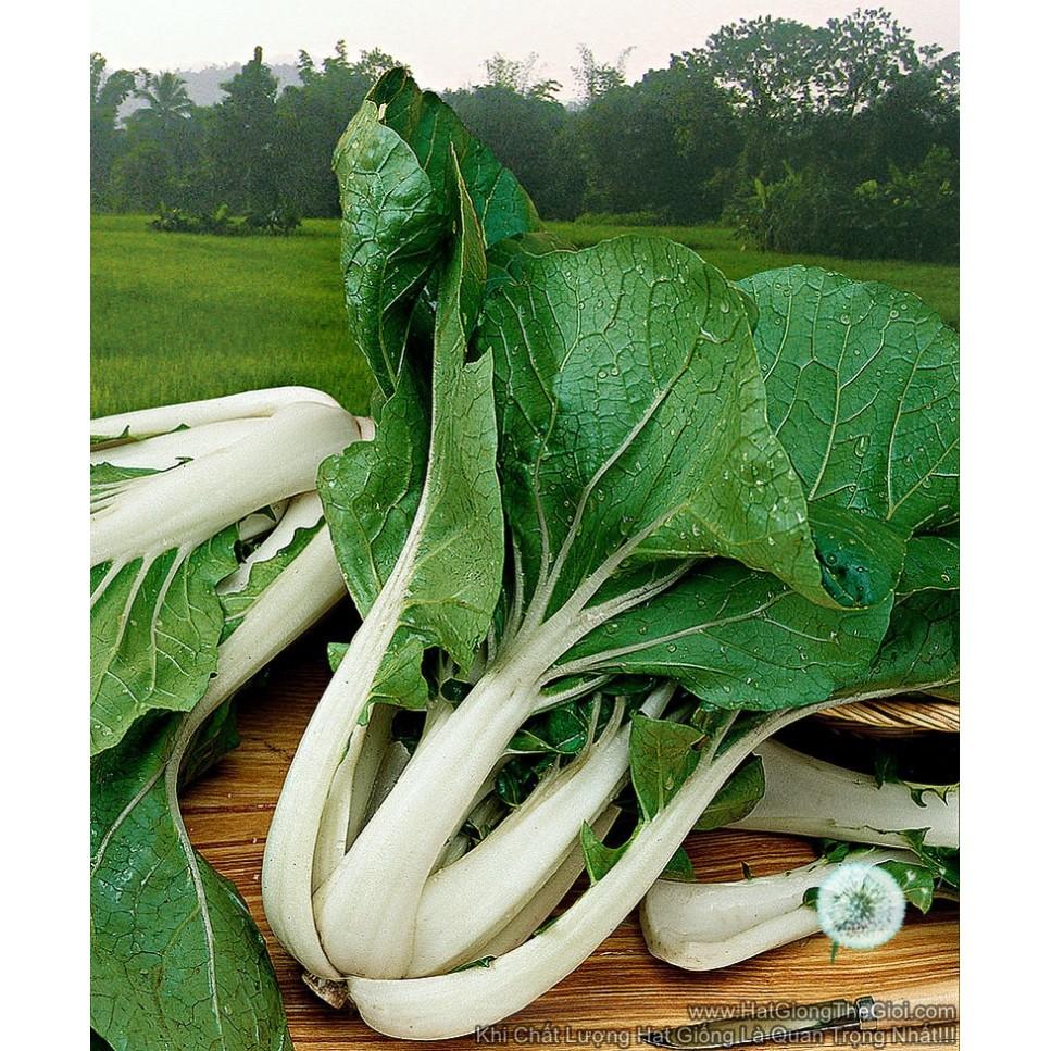1KG Hạt Giống Cải Thìa Cọng Trăng Cải Bẹ Trắng