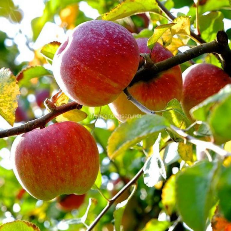 Cây táo nhập khẩu, Cây Táo Juliet, giống táo biểu tượng nước pháp