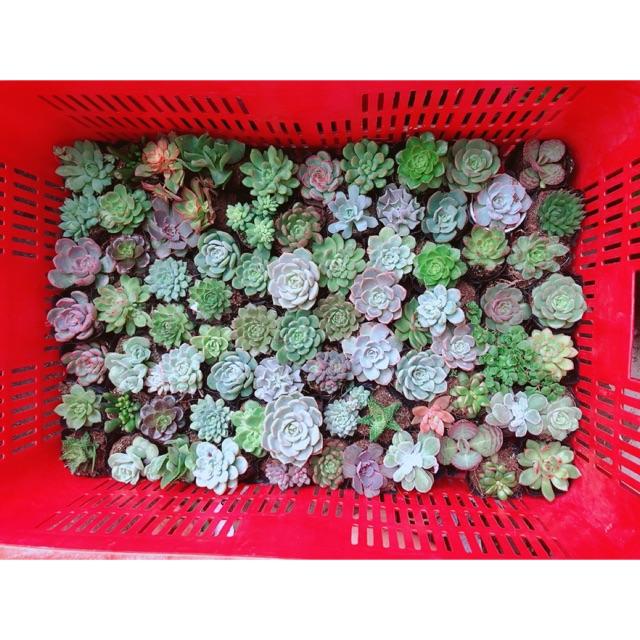 Combo 10 Cây Sen Đá