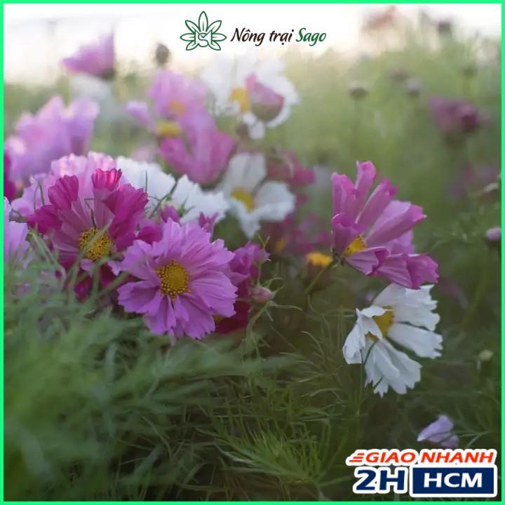 Hạt giống Hoa Cánh Bướm Kép Nhiều Màu, Dễ Trồng - Nông Trại Sago