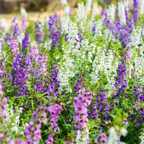 CHẬU HOA VIOLET NHẬT  ĐỦ MÀU, HOA QUANH NĂM SIÊU ĐẸP