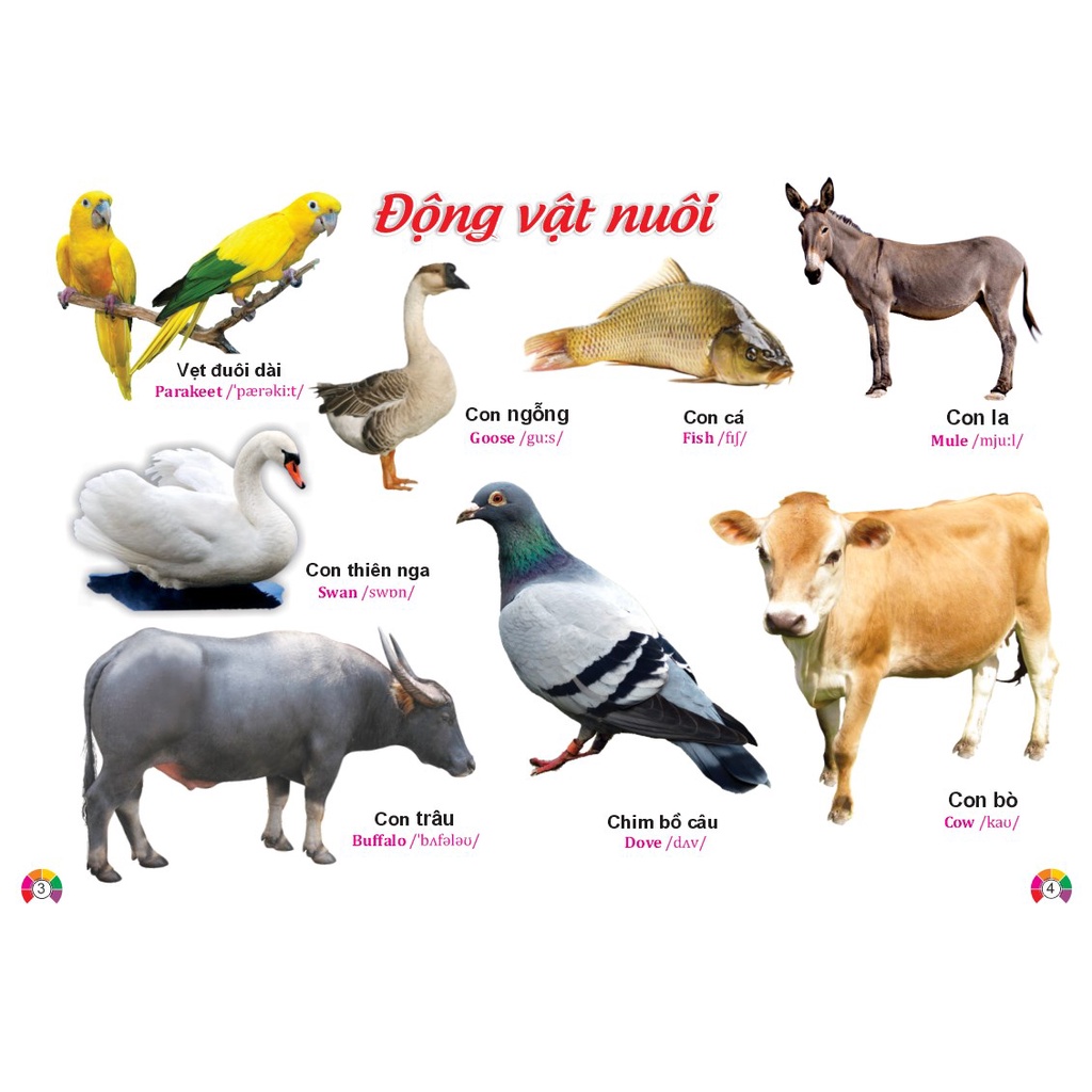 Sách - Combo 2 cuốn Từ Điển Tranh Song ngữ Anh Việt - ndbooks