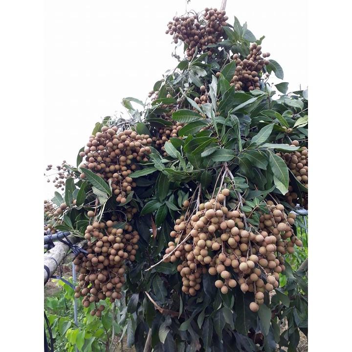 CÂY GIỐNG NHÃN LONG PHỤNG CHÂU. )