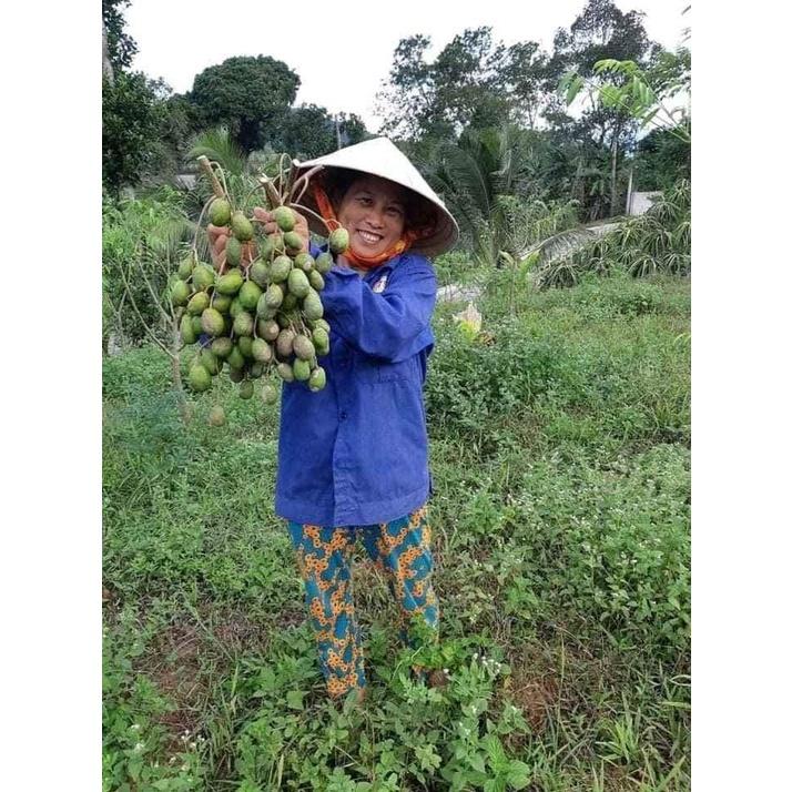 Cây giống cóc thái lùn siêu trái cho trái quanh năm