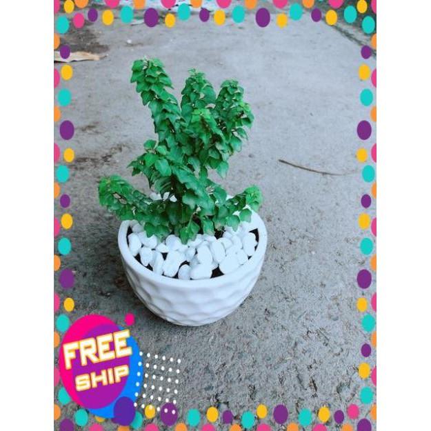 Chậu Cây Vân Sam