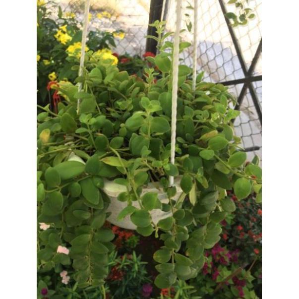 Lan son môi lá nhỏ