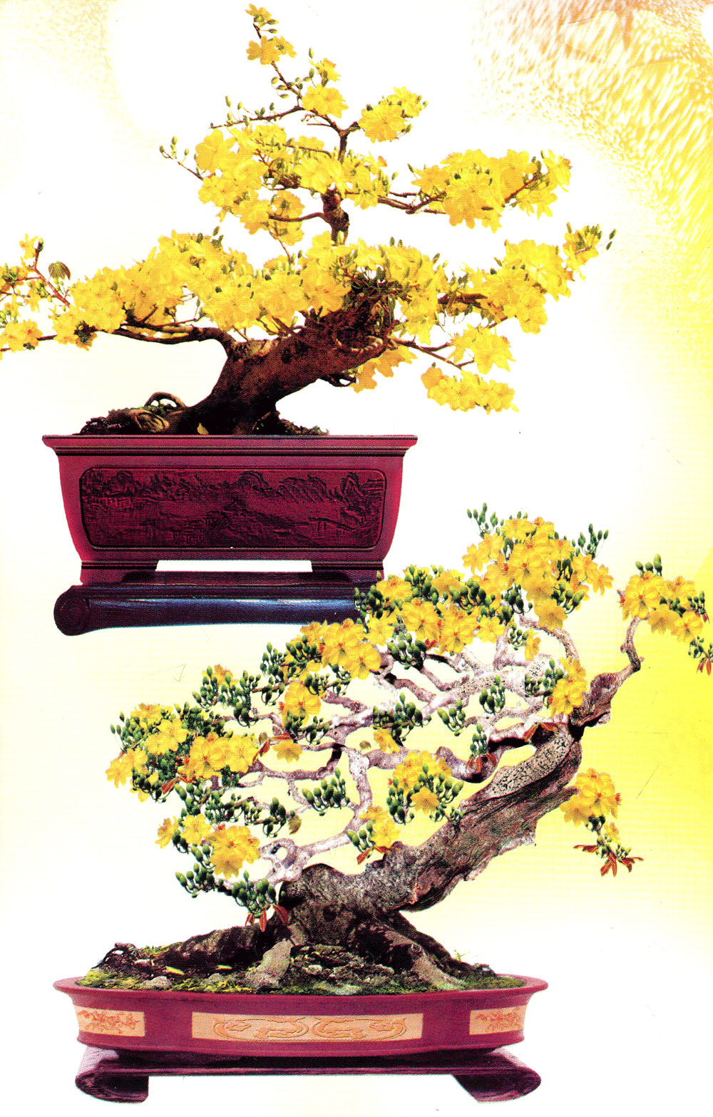 Trồng Mai - Kỹ Thuật Bón Tưới, Phòng Trừ Sâu Rầy - Bệnh Hại - Vanlangbooks