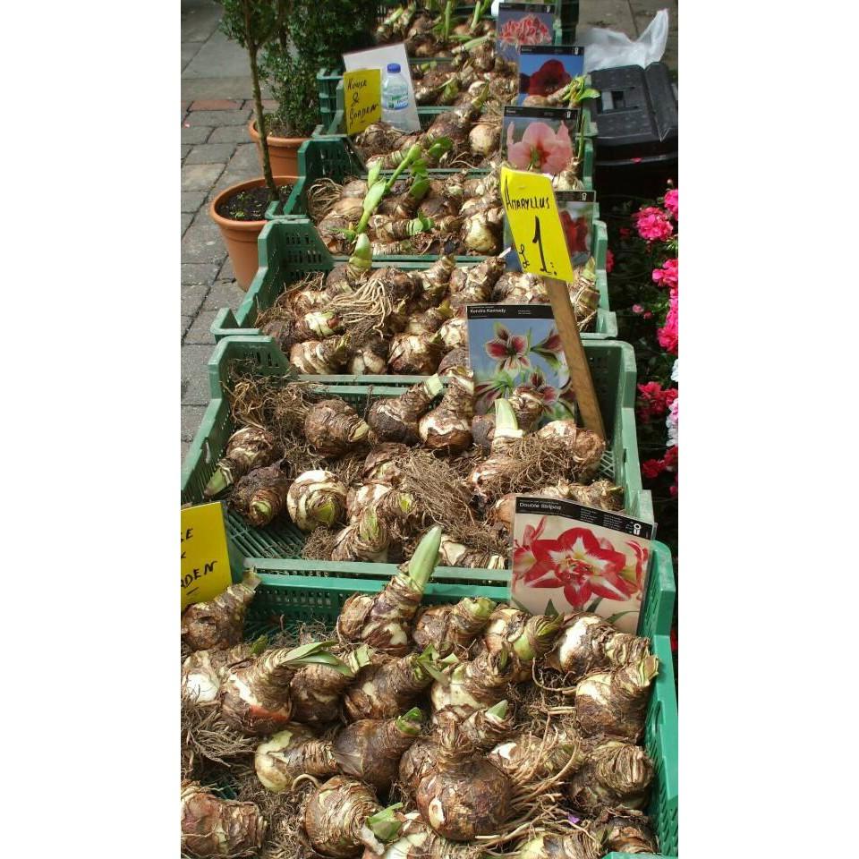 Củ giống hoa Lan Huệ Tây hoa hồng đào