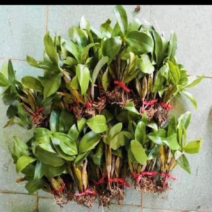 Hoa lan kiều vuông