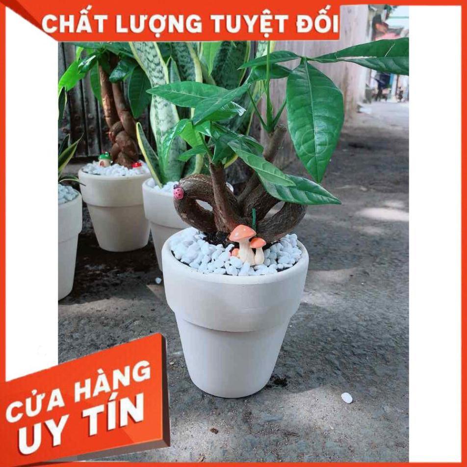 Chậu kim ngân nơ có trang trí Nhiều Người Mua