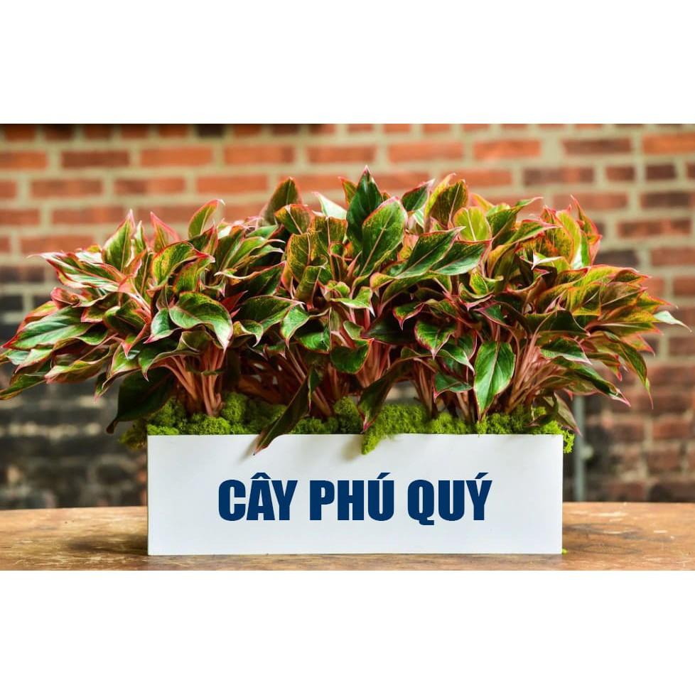 CÂY PHÚ QUÝ ĐỎ-MANG LẠI PHÚ QUÝ-MAY MẮN CHO GIA CHỦ