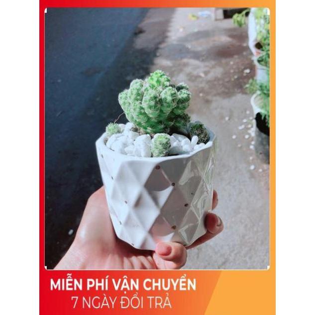 Chậu Xương Rồng Trứng Chim