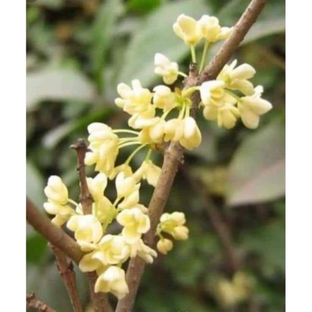 Sản phẩm Cây giống hoa mộc hương
