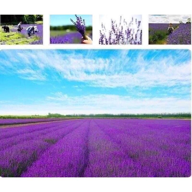 TÚI THƠM LAVENDER MÙI HƯƠNG QUYẾN RŨ TỰ NHIÊN TIỆN DỤNG