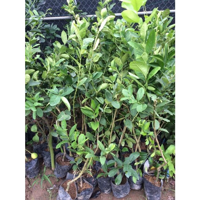 CÂY GIỐNG CHANH VÀNG MỸ