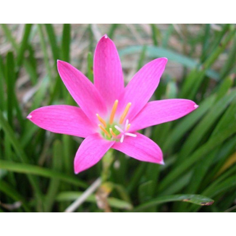 100 Củ giống hoa huệ mưa