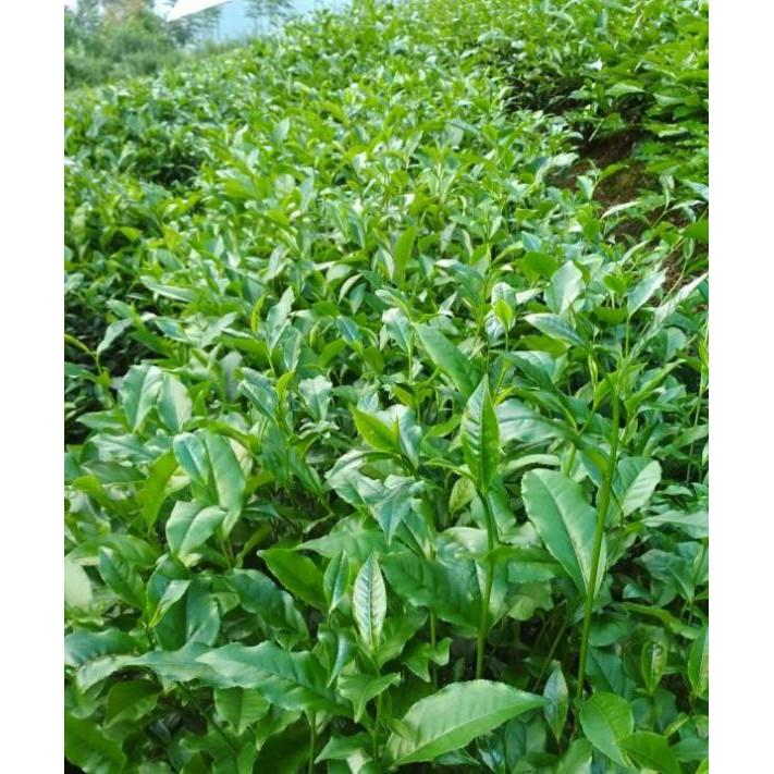 10 cây chè xanh thái nguyên 8k 1 cây