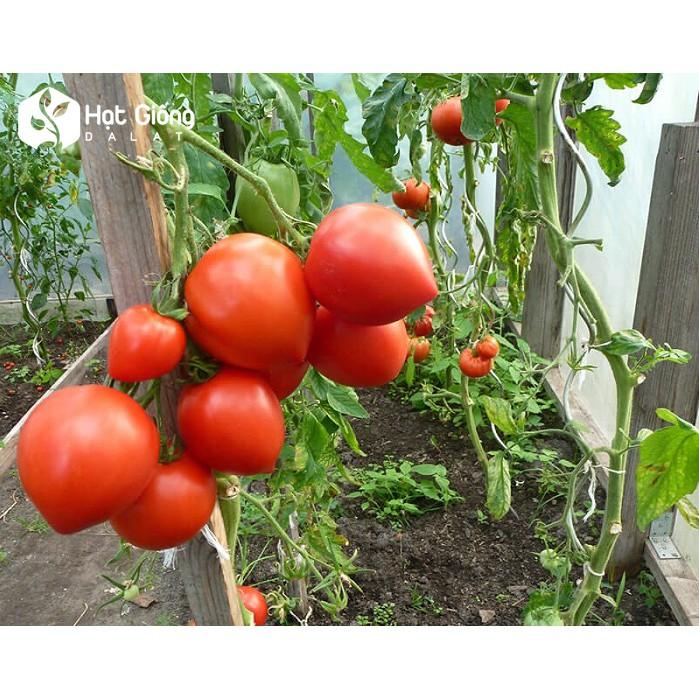 Hạt giống cà chua trái tim đỏ gói 30 hạt