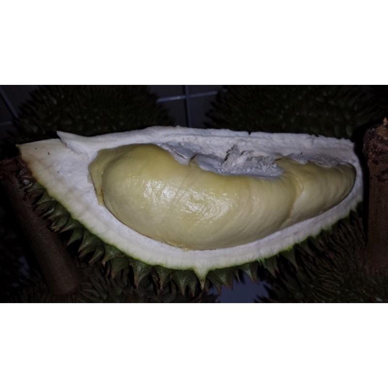 Cây giống Sầu riêng Chuồng Bò .