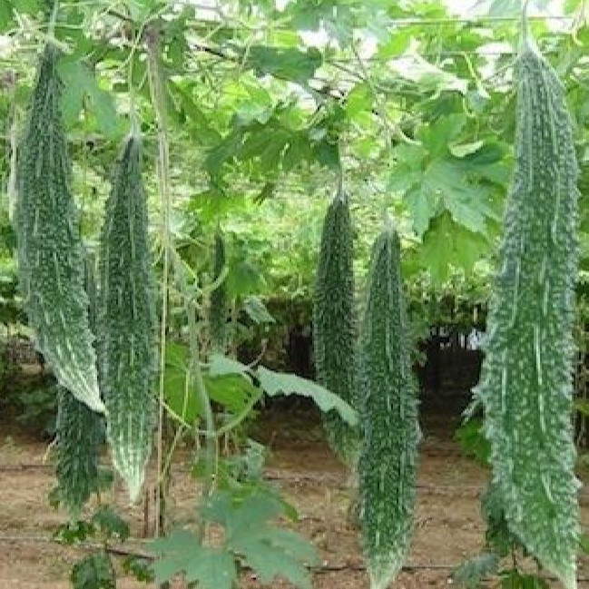Hạt Giống Khổ Qua Trái Xanh
