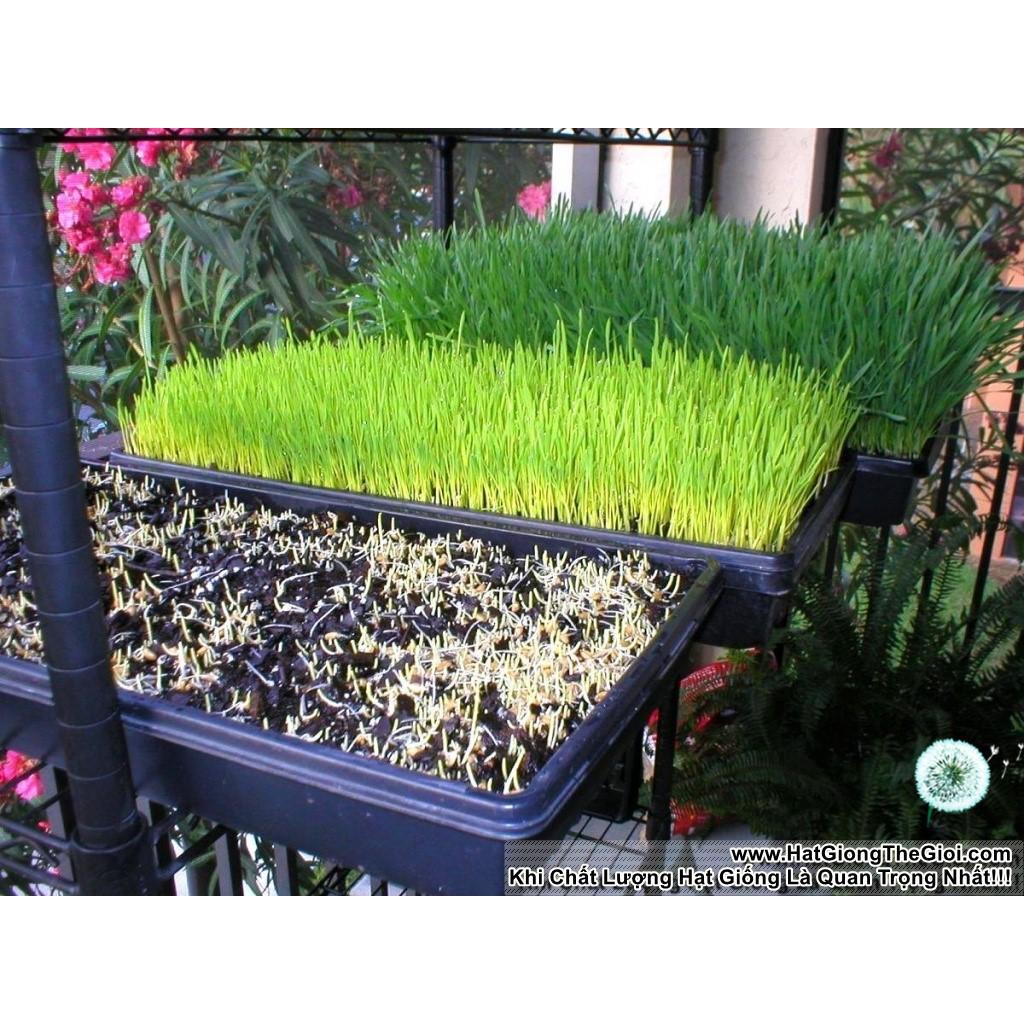 1Kg Hạt Giống Cỏ Lúa Mì Đỏ Cỏ Mèo Wheatgrass (A2.205| W20*V34)