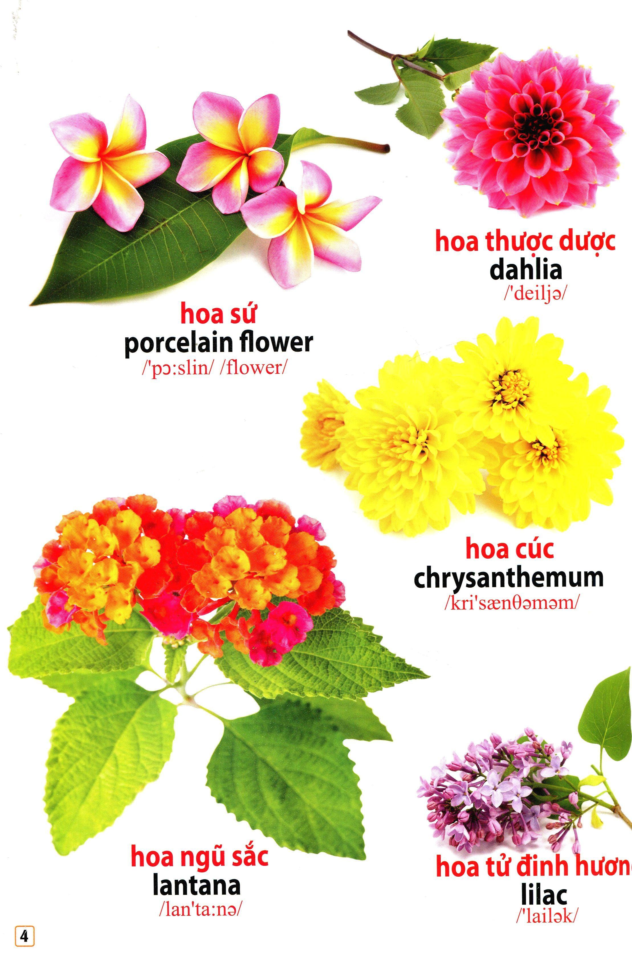 Từ Điển Bằng Hình - Hoa Quả, Rau Củ (Tái Bản) 