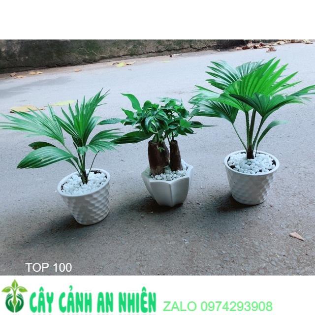 Combo 3 Chậu Cây Phong Thuỷ