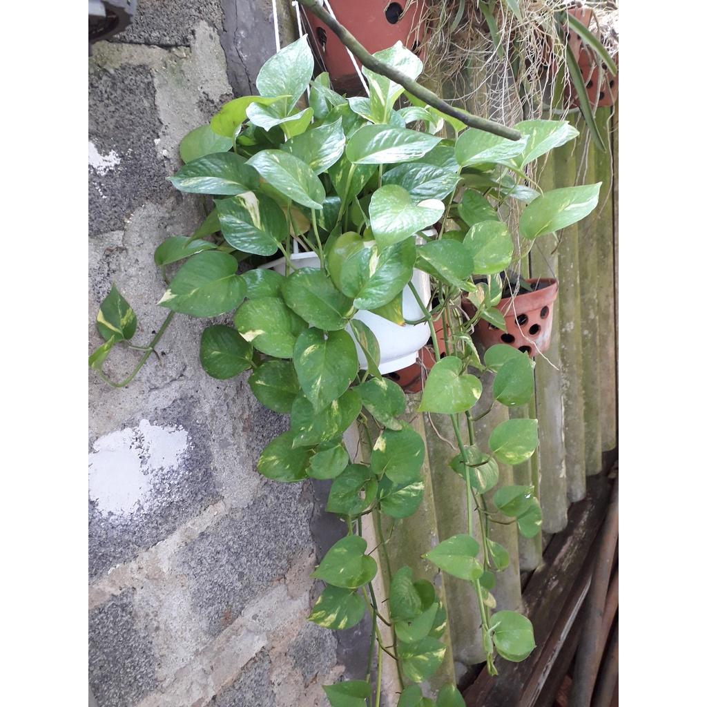 CÂY TRẦU BÀ LEO CỘT  ()