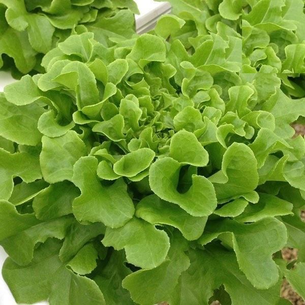 Hạt giống rau xà lách sồi xanh OAKLEAF KNS3109 - Gói 2gram