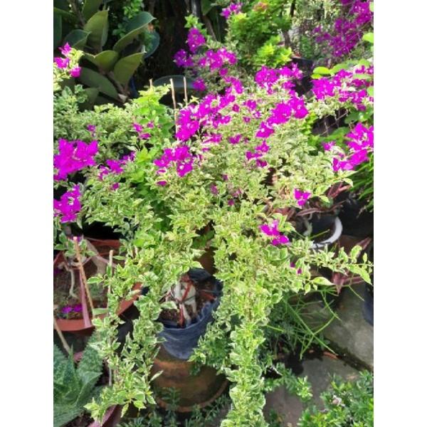 Cây Hoa Giấy Lá Cẩm Thạch Lớn