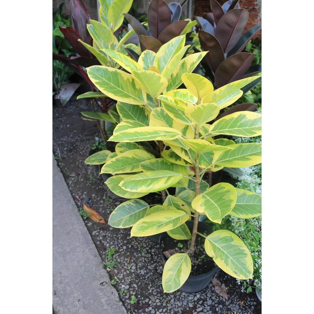 Chậu cây đa lá trắng cao 100 cm