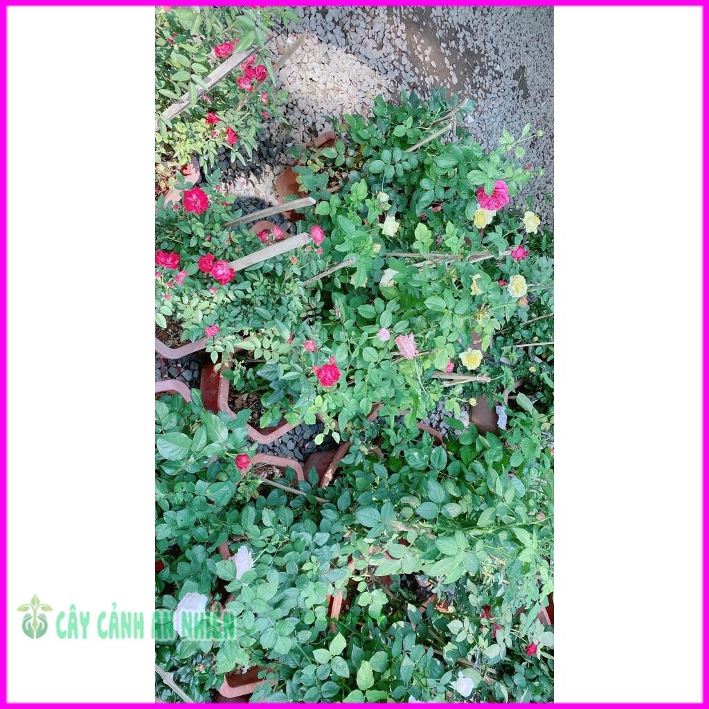 Chậu Hoa Hồng Tezza