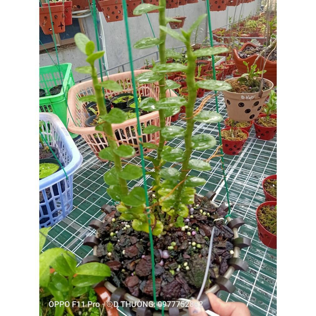 Sản Phẩm Hoa lan phi điệp- mít đồng xu đà bắc