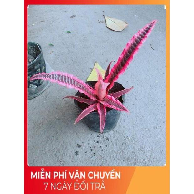 Cây Dứa Đuôi Phụng