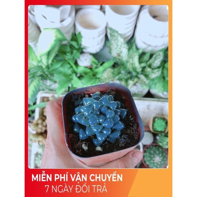 Kim Cương Xanh Dương