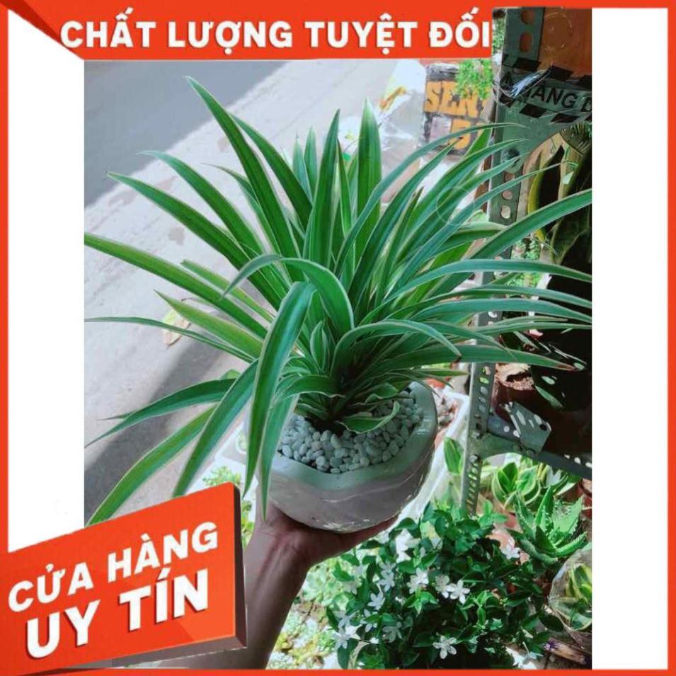 Chậu cây lan chi Nhiều Người Mua