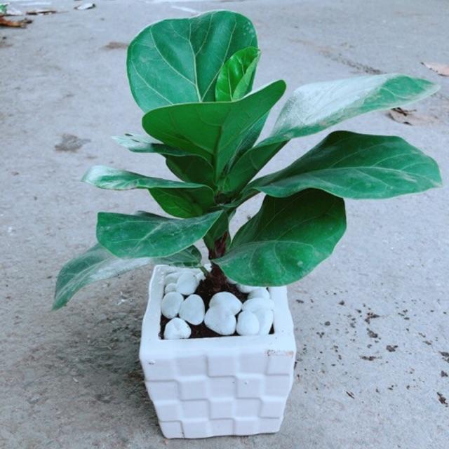 Chậu Bàng Singapore