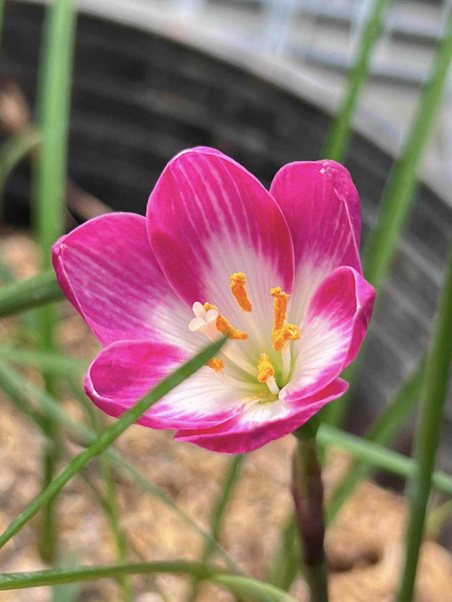 Củ huệ mưa Pink Nadia