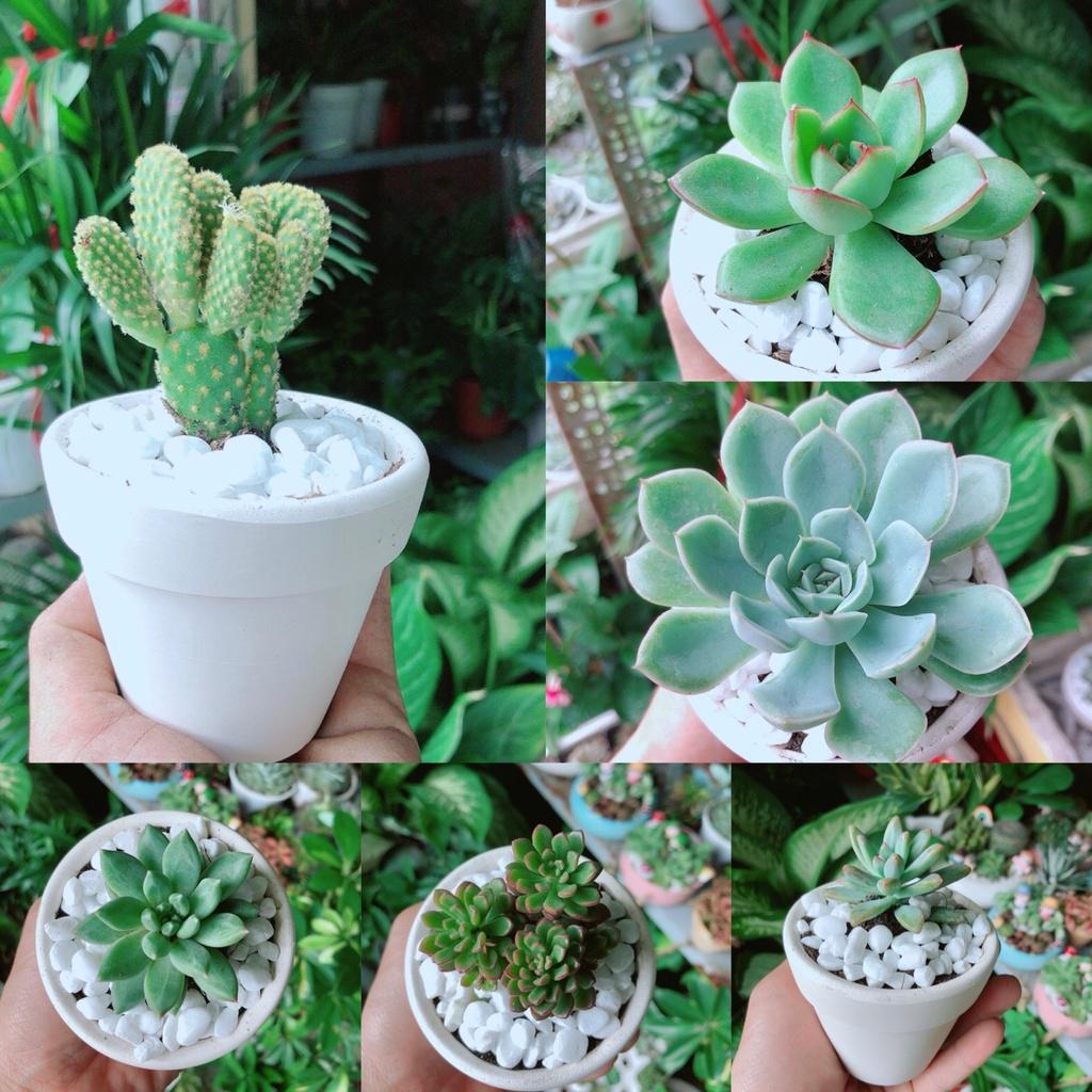 Combo 6 Chậu Sen Đá Mẫu Ngẫu Nhiên Không Trùng