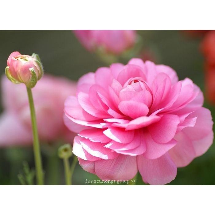 Củ giống hoa hồng mao lương hoa màu hồng - Kèm viên nén sơ dừa ươm - 1 củ