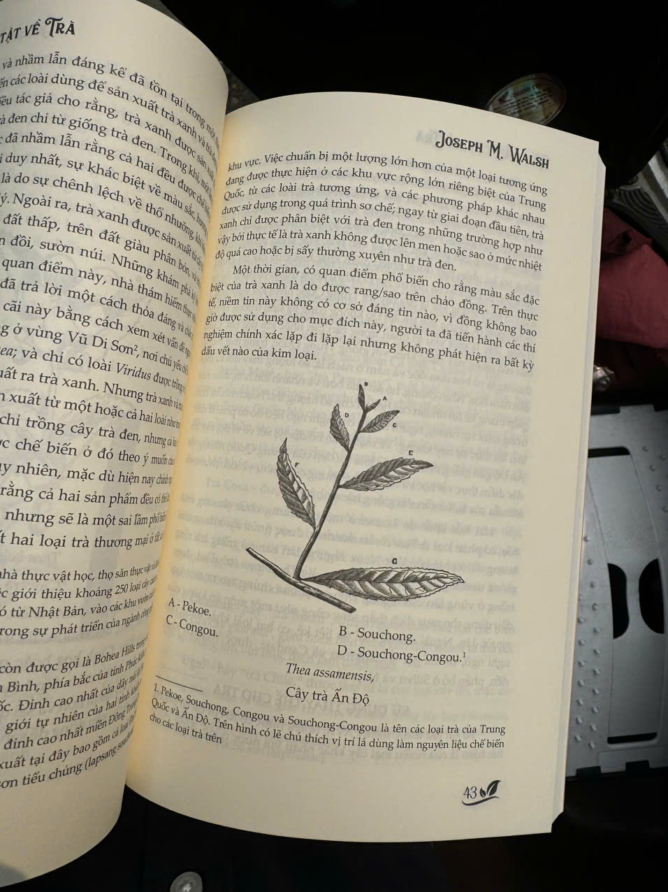 TẤT TẦN TẬT VỀ TRÀ – Joseph M. Walsh – Khuê Mộc Lang dịch – Lightbooks – NXB Phụ nữ Việt Nam