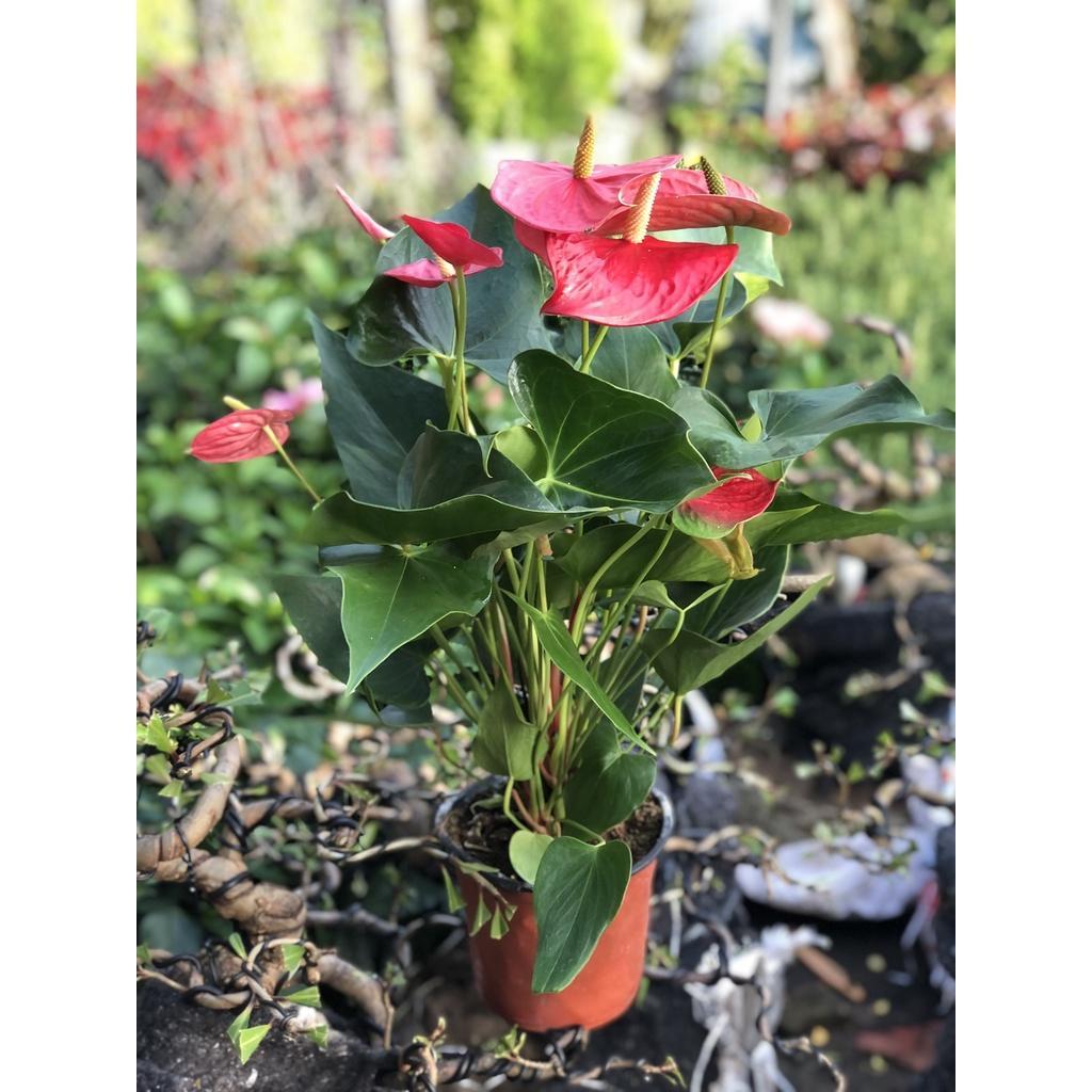 Chậu cây hồng môn