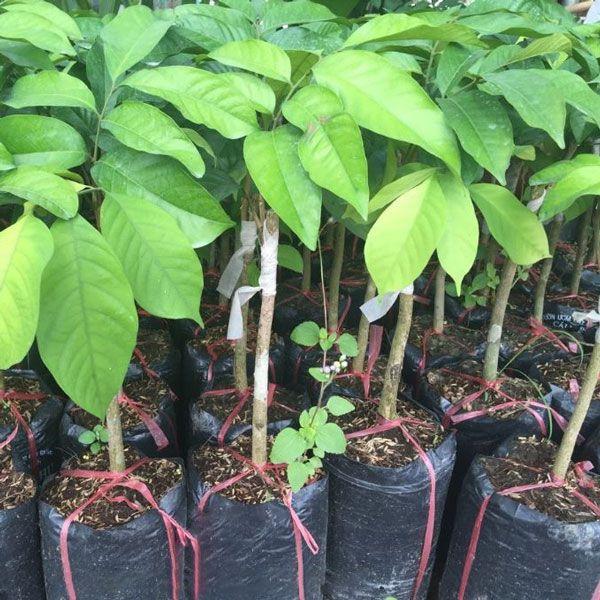 Cây dâu da đất, cây cây da đất ghép cho quả sớm siêu ngon