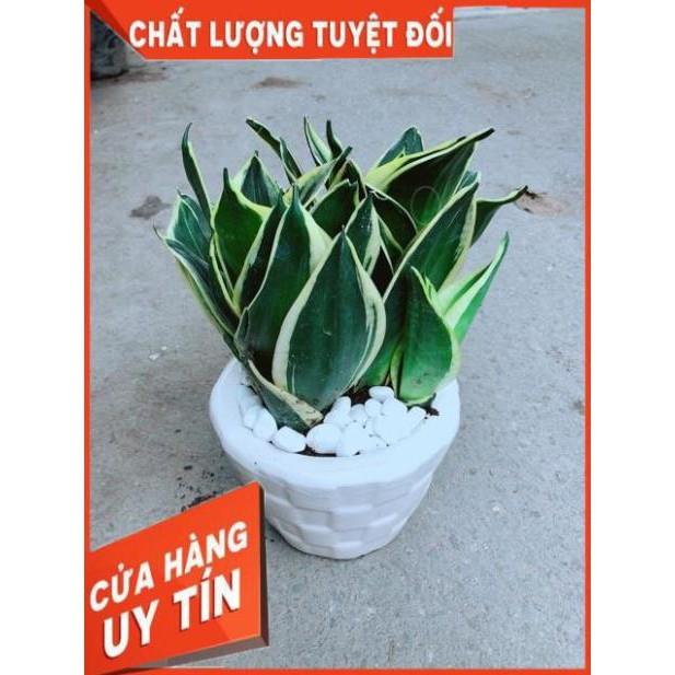 Chậu Lưỡi Hổ Thái