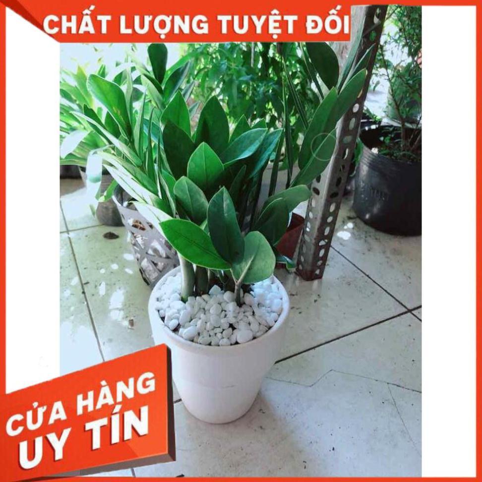Chậu kim tiền Nhiều Người Mua