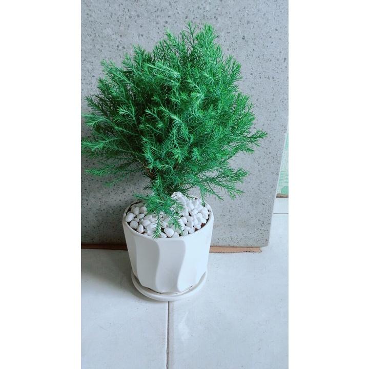 Chậu Cây Tùng Bồng Lai