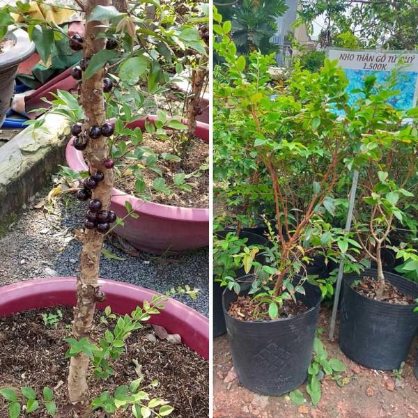 CÂY GIỐNG: NHO TỨ QUÝ THÂN GỖ NHẬP KHẨU BRAZIL