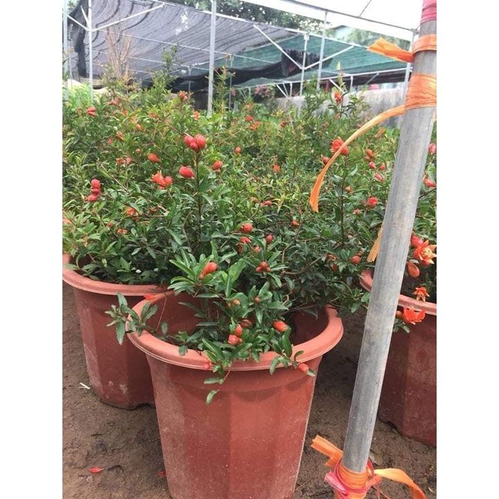 Cây Lựu Đỏ Cảnh Đang Có Hoa