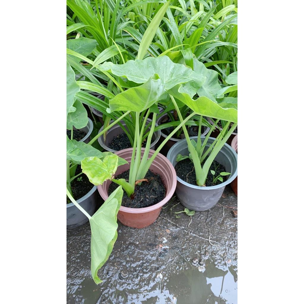 Bạc Hà Nấu Canh